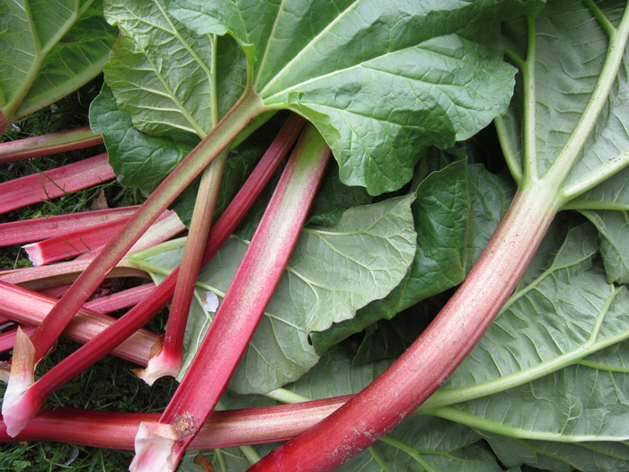 fruit-food-green-red-produce-vegetable-garden-rhubarb-radish-leaves-frisch-chard-stengel-plant-stem-leaf-vegetable-komatsuna-vegetables-rhabarber-805896 (700x525, 524Kb)