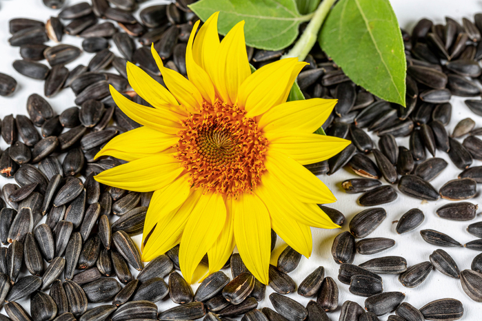 2020Nature___Flowers_Yellow_sunflower_flower_with_seeds_145668_ (700x466, 480Kb)