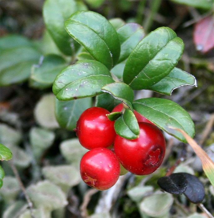 Vaccinium-vitis-idaea_0140a (687x700, 480Kb)