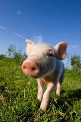 4743317_1143159700_pig (280x420, 25Kb)