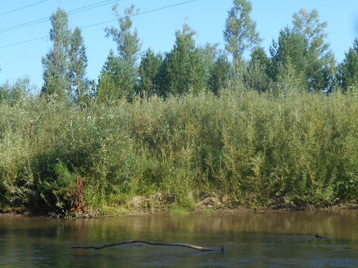 4533467_DSCN4575 (700x524, 179Kb)