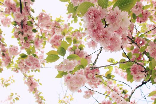branch-blossom-plant-flower-hiic (525x350, 178Kb)