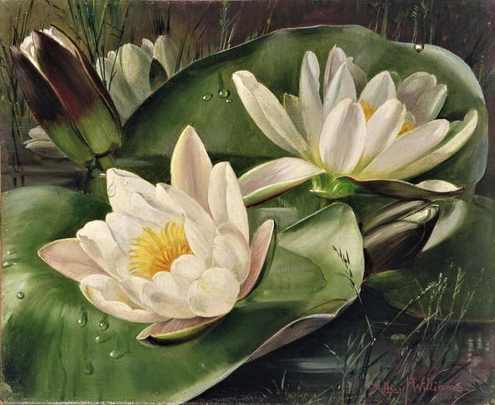 47762090_albert_williams_15 (699x572, 285Kb)