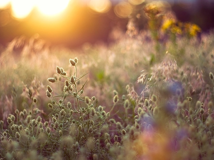 9443649735_2496b2c8fc_b (700x525, 94Kb)