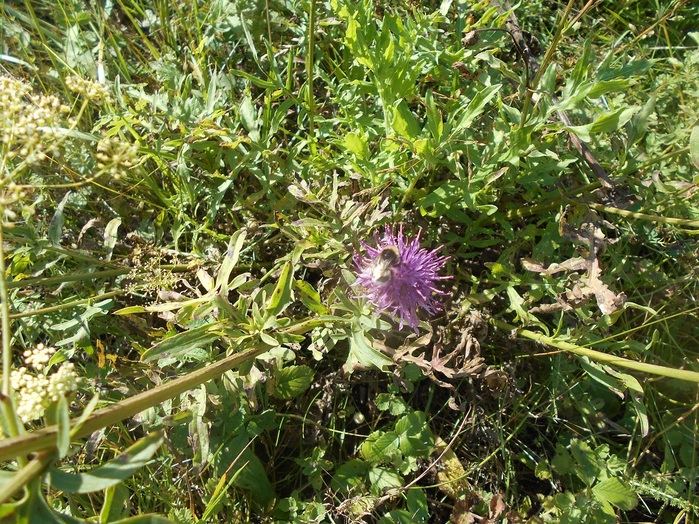 4533467_DSCN4667 (700x524, 252Kb)