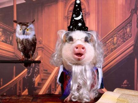 4743317_1135507335_dc8d3a698e1ba6430050efec7b9e6e71pig_05 (450x338, 27Kb)