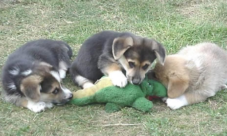 4743317_1137023408_527_dogsattackgator (464x278, 45Kb)