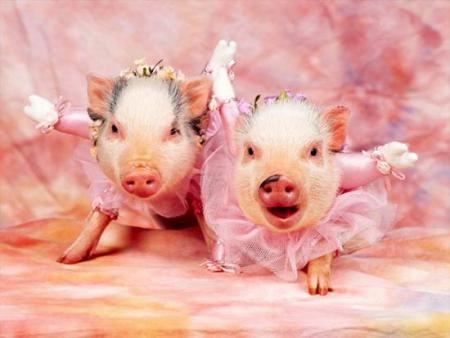 4743317_1135507311_2b09d68d6984da3c798dc6739c7d7285pig_02 (450x338, 21Kb)
