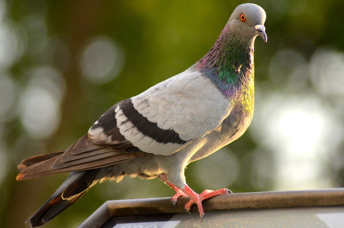 bird-wing-wildlife-beak-fauna-birds-pigeon-wings-dove-vertebrate-pigeons-and-doves-stock-dove-1099891 (700x463, 385Kb)
