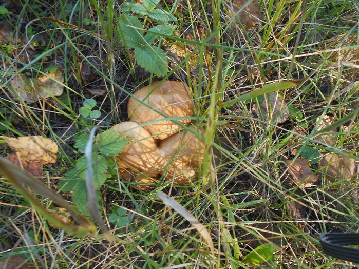 4533467_DSCN4748_1_ (700x524, 221Kb)