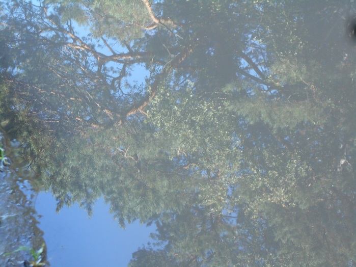4533467_DSCN4746 (700x524, 127Kb)