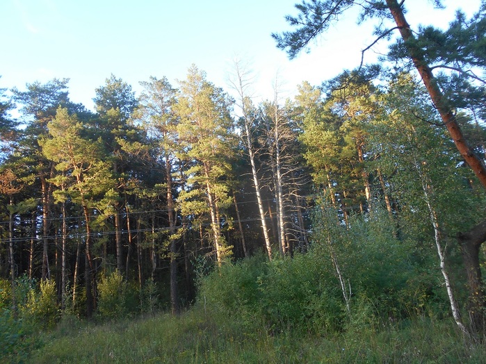 4533467_DSCN4712 (700x524, 197Kb)