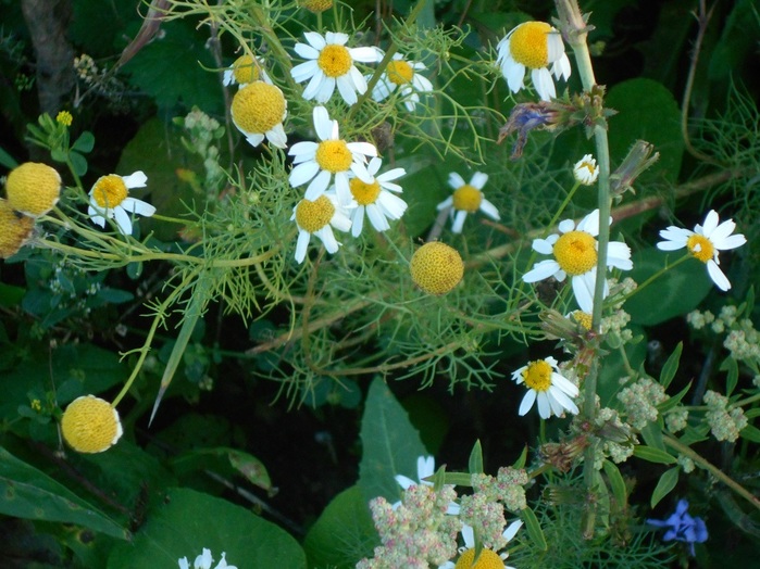 4533467_DSCN4723 (700x524, 149Kb)