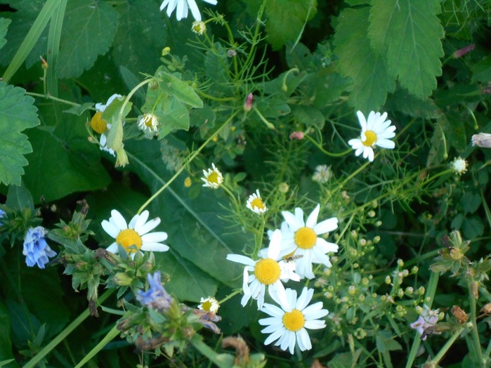 4533467_DSCN4731 (700x524, 139Kb)