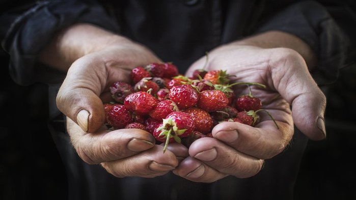 11-3-CH-Mans-hands-holding-strawberrys (700x393, 39Kb)