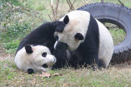 4743317_1141630951_1134751160_1134682919_panda_5 (420x280, 37Kb)