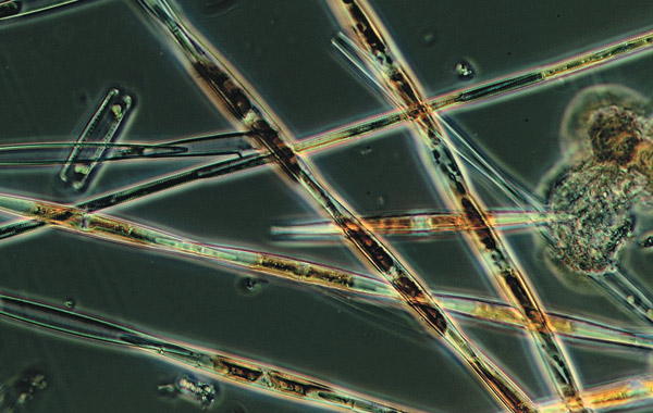 e0745dea52af6e3638b3f9b620054fa9 (600x380, 80Kb)