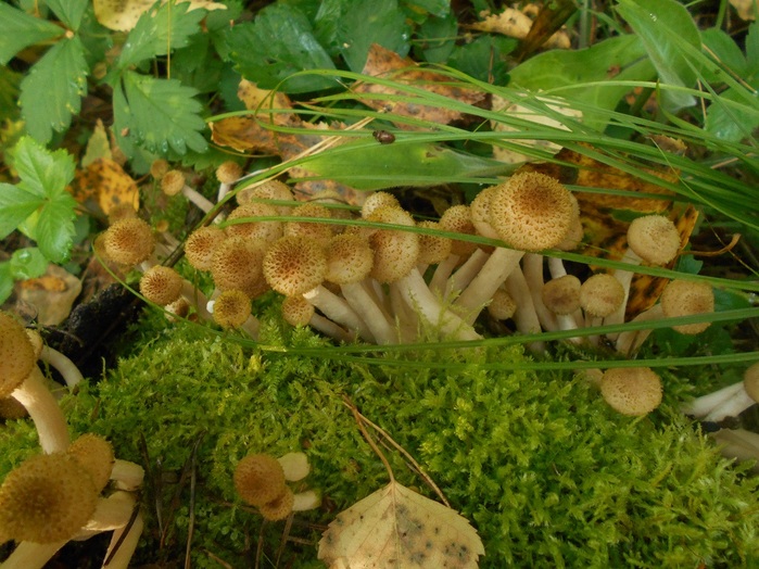 4533467_DSCN4773 (700x524, 157Kb)