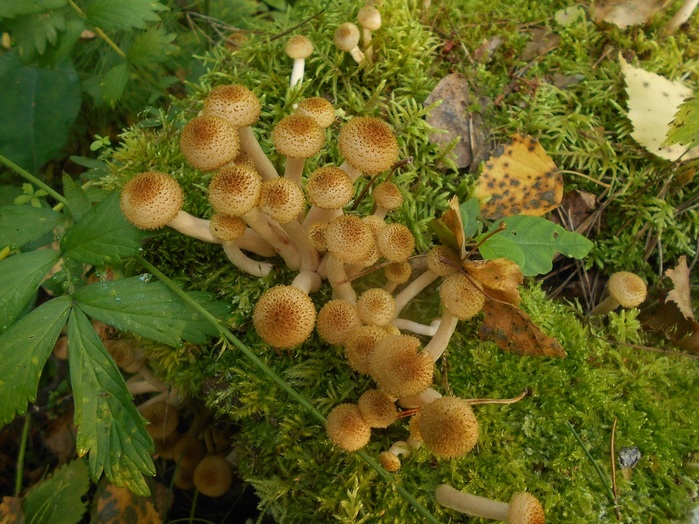 4533467_DSCN4775 (700x524, 178Kb)