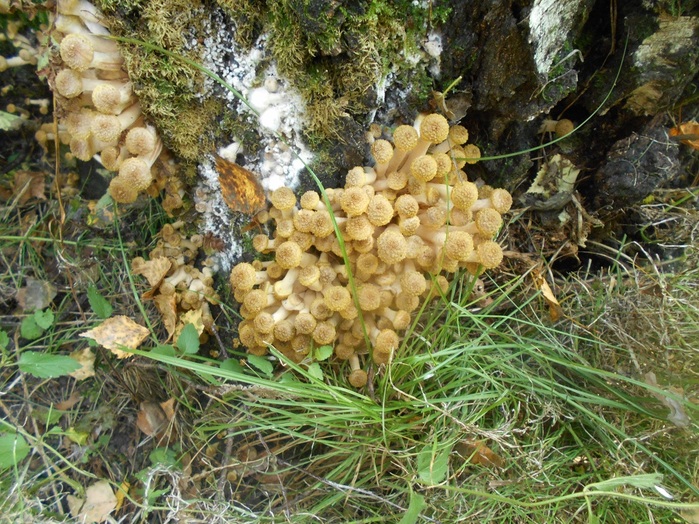 4533467_DSCN4782 (700x524, 218Kb)