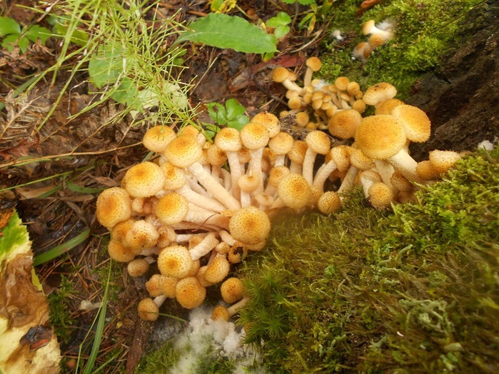 4533467_DSCN4791 (700x524, 193Kb)
