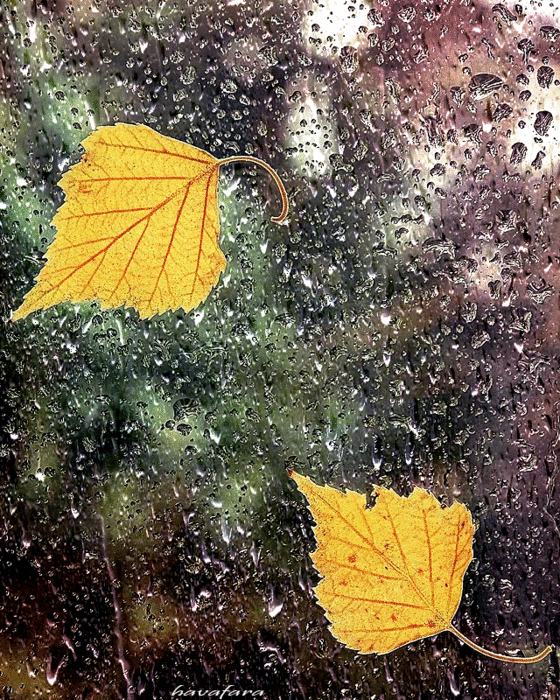 анимация осень листья дождь (560x700, 3983Kb)