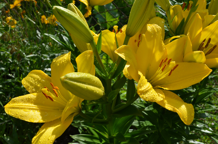 DSC_0036 (700x463, 445Kb)