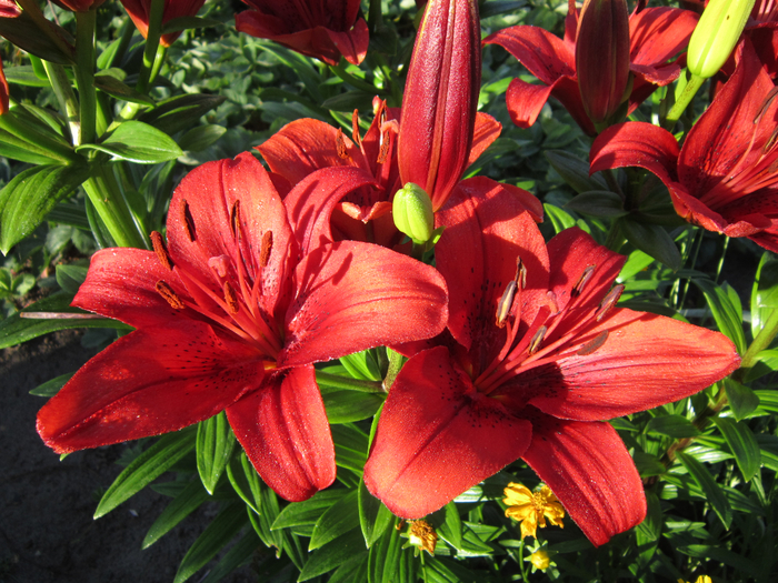 IMG_8750 (700x525, 580Kb)