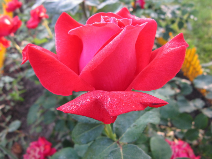IMG_8645 (700x525, 87Kb)