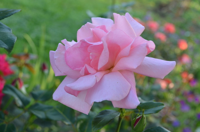 DSC_0596 (700x463, 113Kb)