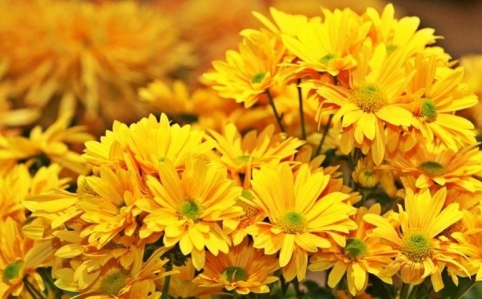 5152557_jjj1000x620 (700x434, 82Kb)