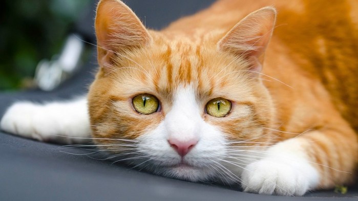 1639517092_47-koshka-top-p-anatoliiskaya-koshka-rizhii-52 (700x393, 53Kb)