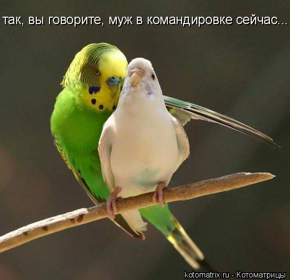 4743317_oT (591x570, 38Kb)