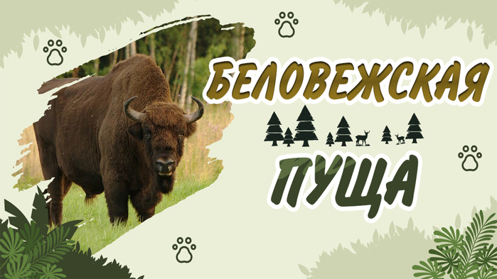 nacionalnyj-park-belovezhskaya-pushcha-puteshestvie-v-serdce-belorusskogo-lesa (700x393, 200Kb)