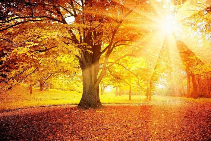 5152557_image (700x466, 151Kb)