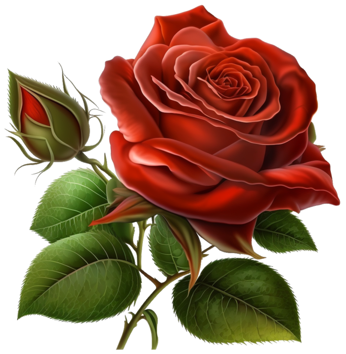 Pngtreeorignal nature beautifull red rose_8991072 (684x700, 568Kb)