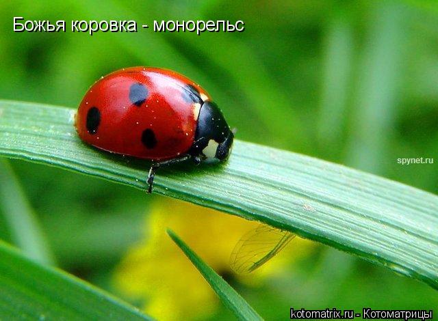 4743317_mb (640x470, 48Kb)