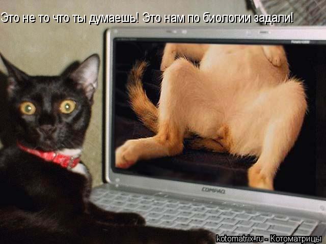 4743317_zrg (640x480, 41Kb)