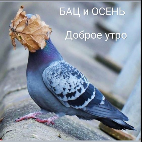 3416556_81c52145542f9fa2983e3cf9adbeaca0 (564x563, 48Kb)