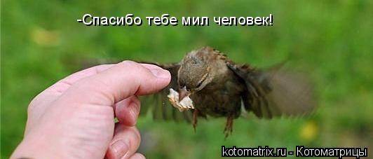 4743317_w4 (532x227, 16Kb)