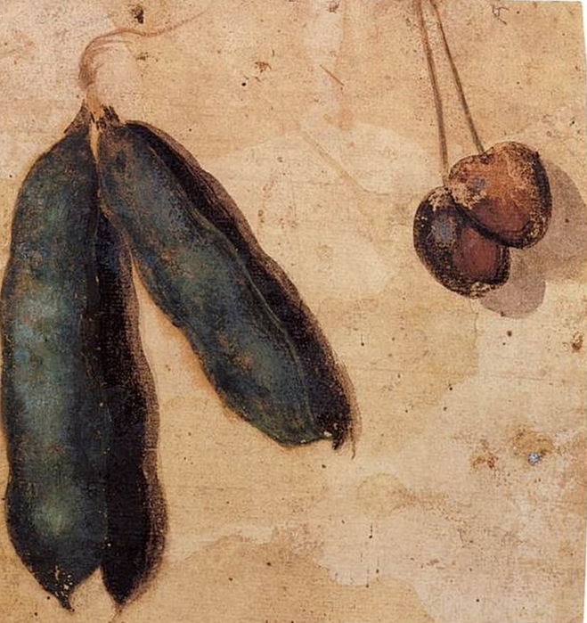 Peapods and Cherries (second half of 16th century) ,  Milan, Castello Sforzesco, Civic Collections, Cabinet of Drawings. (659x700, 159Kb)