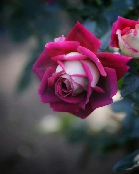 tumblr_ffb6c2a6ad01d7948c32adb9a70fead5_c3ccec96_500 (474x591, 145Kb)
