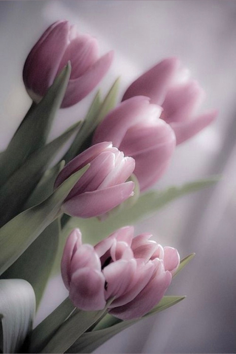 tumblr_cdd72ceefe28d04a10b8c1cecfd221a4_4994d356_640 (465x700, 210Kb)