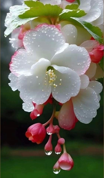 tumblr_753c82af15bbf2ab8a1f85410a805e0a_e867dfeb_640 (409x700, 237Kb)
