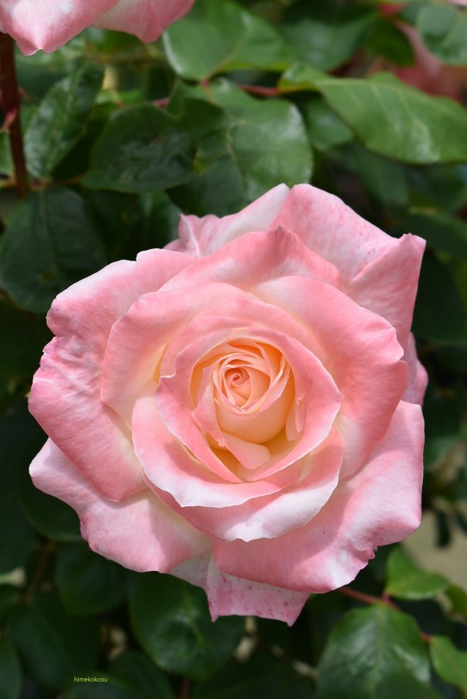 tumblr_2372dbb58ff8fd9a30006db20496489d_58084ed7_540 (467x700, 280Kb)