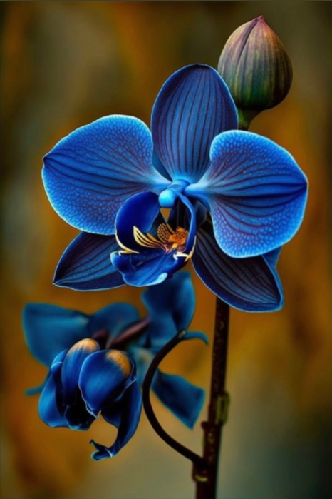 tumblr_db9da46cac135a5964a00e07060328c2_a9de9ccf_540 (466x700, 314Kb)