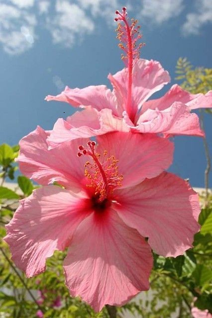 tumblr_8a455037197531246826d525cf407259_c672caef_500 (426x640, 215Kb)