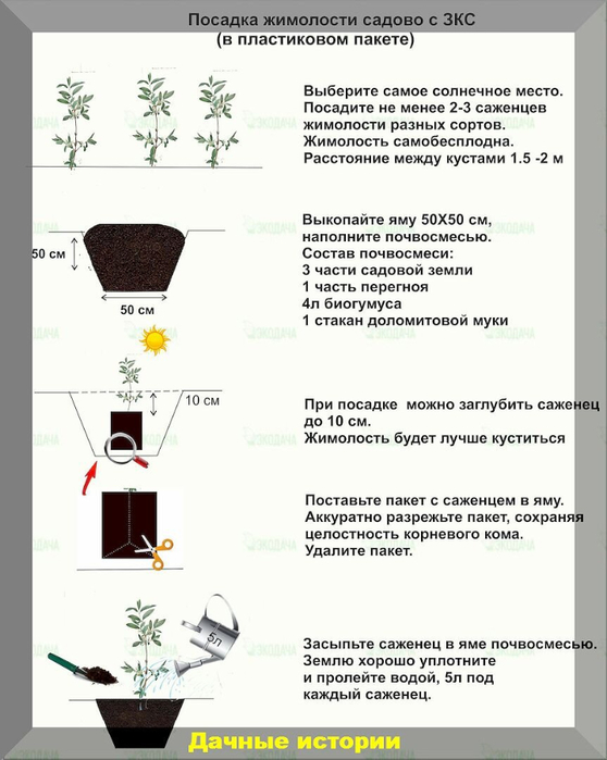 Уход за жимолостью весной. График ухода за жимолостью. Как правильно посадить жимолость весной в открытый грунт. Уход за жимолостью ранней весной.