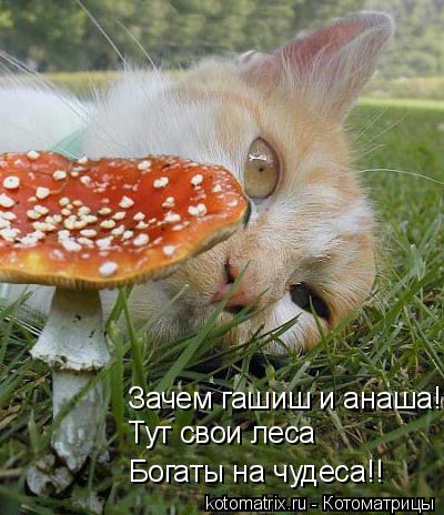 4743317_P (400x464, 43Kb)