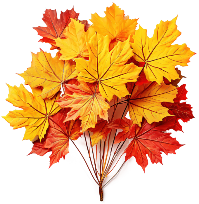 1Bouquet of autumn maple leaves 1-standard-width-3000px (681x700, 621Kb)